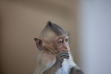 可愛いサル