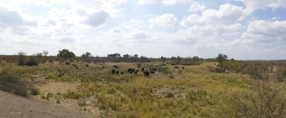 Naklejka na ściany i meble African Elephants - Kruger National Park