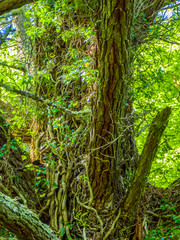 Awesome trees and nature at Killarney National Park
