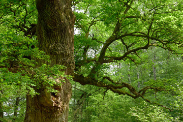 Astgabel an alter Eiche