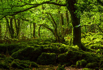 Fototapeta premium Mossy grounds and wonderful wild nature at Killarney National Park