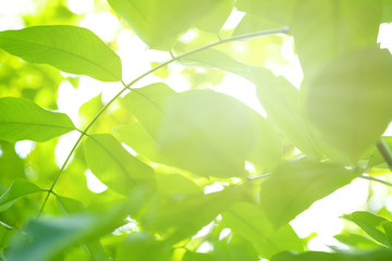Fototapeta na wymiar Green leaf background and sunlight with bokeh, Spring season.