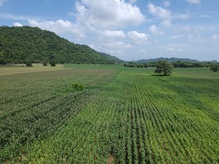 Fototapeta na wymiar Aerial view of corn field