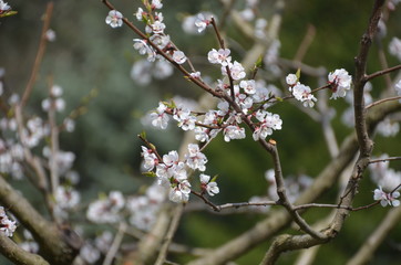 tree spring sakura cherry blossom pink flower japan garden macro