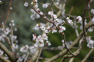 tree spring sakura cherry blossom pink flower japan garden macro