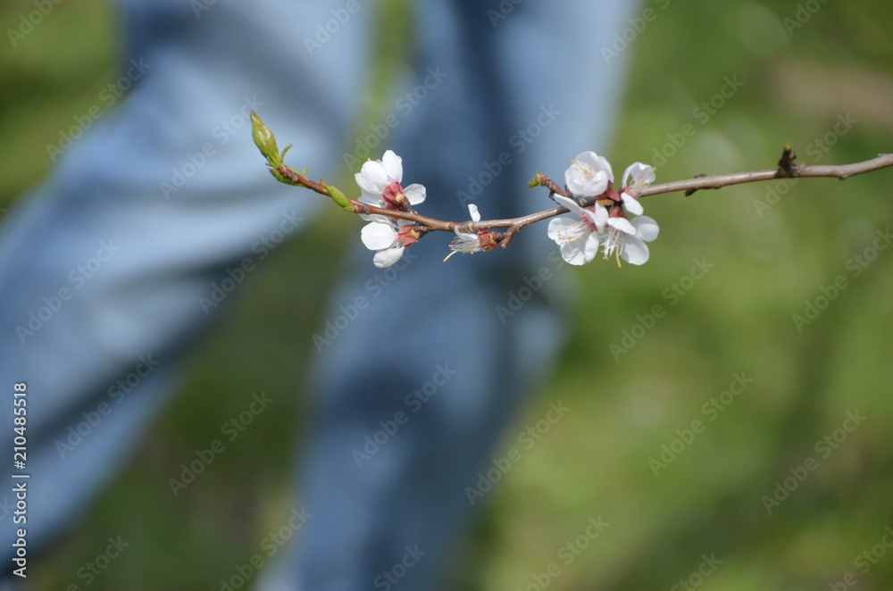 Sticker tree spring sakura cherry blossom pink flower japan garden macro