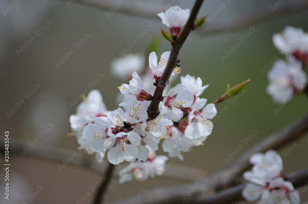 Poster tree spring sakura cherry blossom pink flower japan garden macro