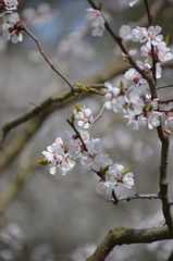 tree spring sakura cherry blossom pink flower japan garden macro