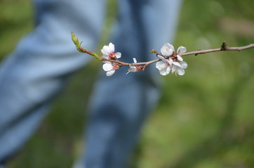 tree spring sakura cherry blossom pink flower japan garden macro
