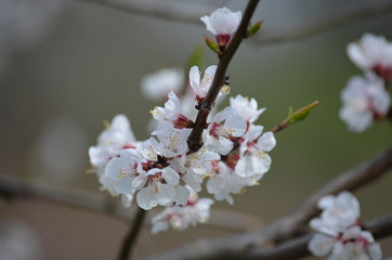 tree spring sakura cherry blossom pink flower japan garden macro