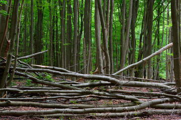 Sturmwurf im Jungbestand