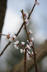 spring sakura cherry blossom pink flower japan garden macro