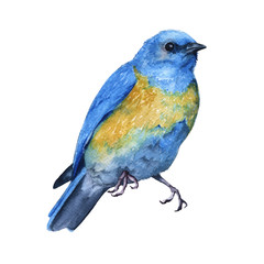 Blue bird. isolated on white background. 