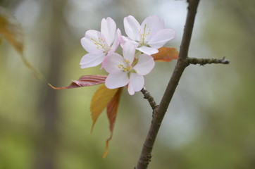 spring sakura cherry blossom pink flower japan garden macro