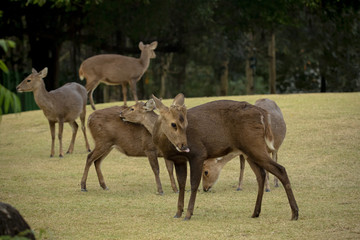 flock of hog deer on green grass field