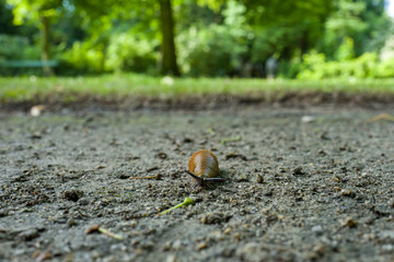 close-up of slug in park