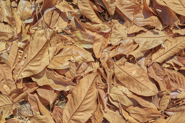 Dead magnolia leaves on the ground 