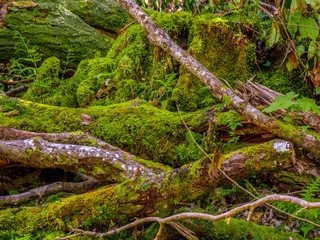 Naklejka premium Beautiful ancient trees at Killarney National Park - wild nature