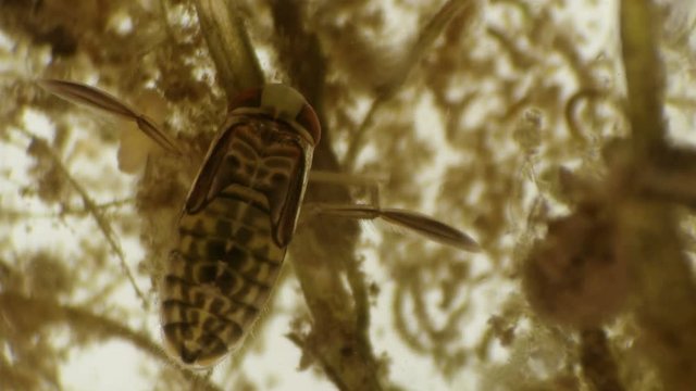 water bug Notonecta glauca under a microscope