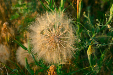 Obraz premium meadow salsify (tragopogon pratensis) the summer picture, white dandelion against the background of a green grass,