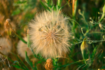 meadow salsify (tragopogon pratensis) the summer picture, white dandelion against the background of a green grass,