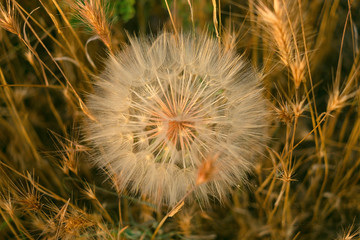 meadow salsify (tragopogon pratensis) the summer picture, white dandelion against the background of a green grass,