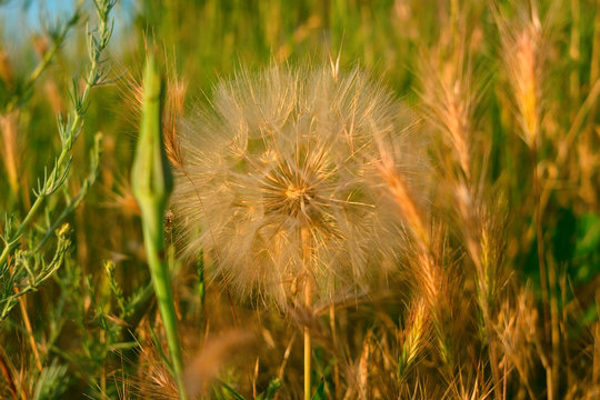 meadow salsify (tragopogon pratensis) the summer picture, white dandelion against the background of a green grass,