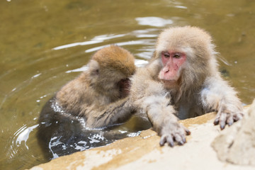 Fototapeta premium Jigokudani Monkey Park , monkeys bathing in a natural hot spring at Nagano , Japan