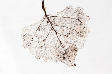 A partially decayed cottonwood leaf with only the veins left