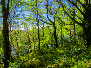 Fototapeta na wymiar Killarney National Park - a beautiful place in Ireland