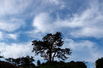 Pine tree silhouette