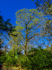 Killarney National Park - a beautiful place in Ireland