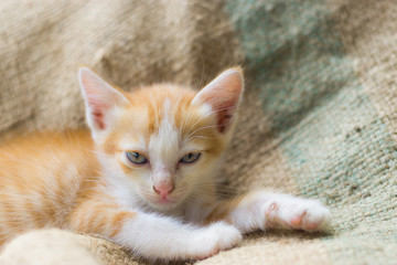 A cute little kitten is lying on brown weaving sack