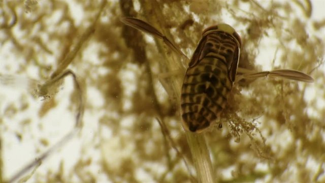 water bug Notonecta glauca under a microscope