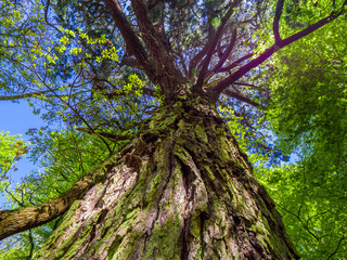 Spectacular ancient trees in Killarney National Park - awesome nature