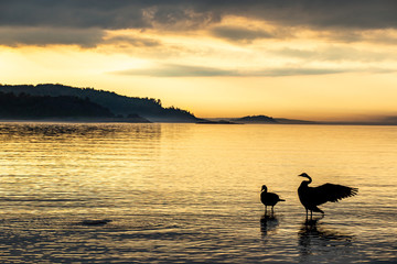 Misty Sunset Island with Geese Stretching Wings