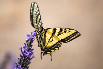 Swallowtail Butterfly feeding on lavender plain background