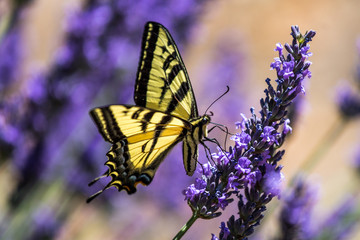 Swallowtail Butterfly Feeding on Lavender Flowers