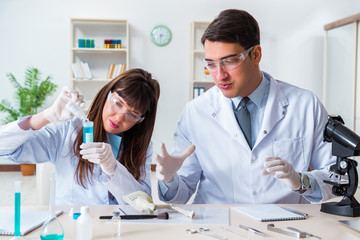 Paleontologists looking at bones of extinct animals