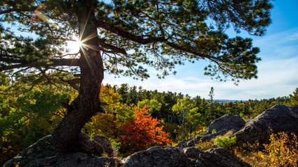 Fototapeta premium Windswept White Pine on Mountain Backlit by Setting Sun