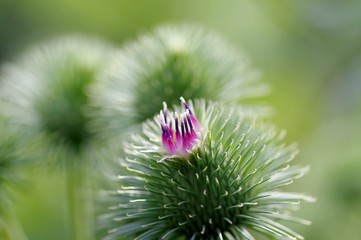 牛蒡の花