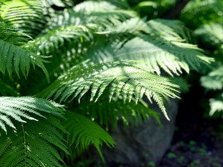 Fototapeta na wymiar Fern plant in the garden, close up 