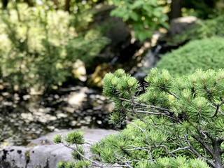 Evergreen plant with stone in the garden
