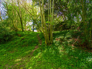 Beautiful wild vegetation at Killarney National Park in Ireland