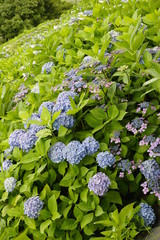 紫陽花咲く頃