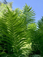 Fern branches on the sky background
