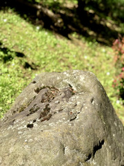 Big stone in the park
