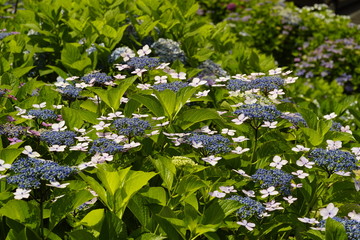 紫陽花咲く頃
