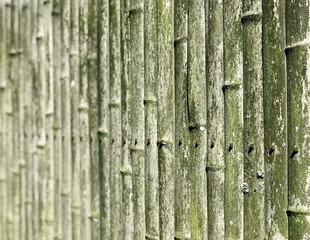Bamboo fence mossy background
