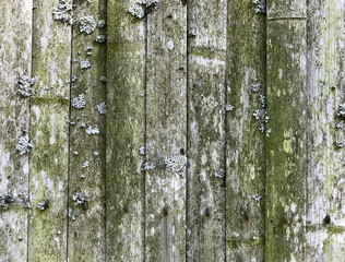 Texture of a bamboo fence covered with moss and lichen